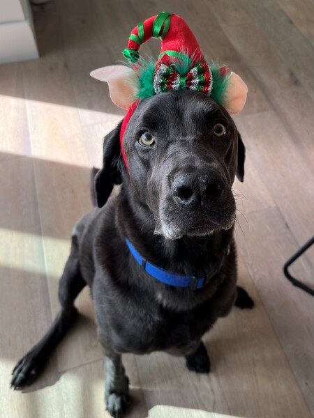 Entry image for Dusty. Clicking this image will show a larger photo