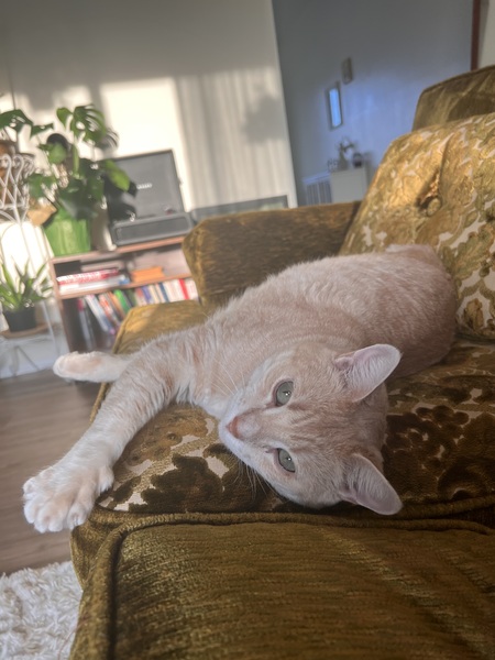 Entry image for Sony Vx1000. Clicking this image will show a larger photo