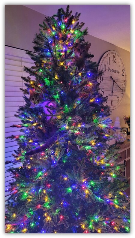 Entry image for Bonnie and Clyde. Clicking this image will show a larger photo