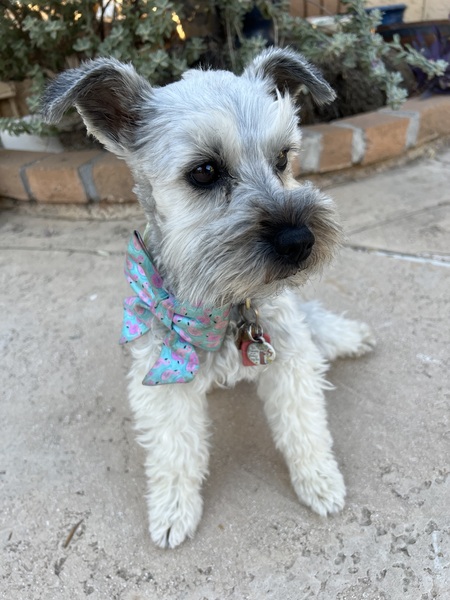 Entry image for Poppy. Clicking this image will show a larger photo