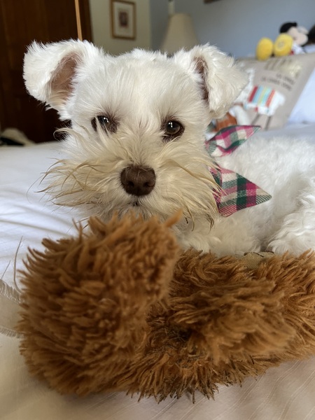 Entry image for Callie. Clicking this image will show a larger photo