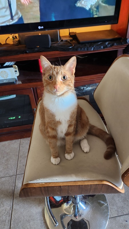 Entry image for Chester. Clicking this image will show a larger photo