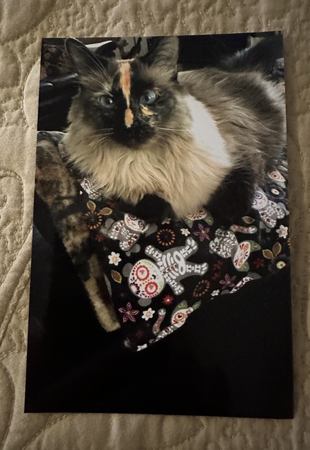 Entry image for Ginger. Clicking this image will show a larger photo