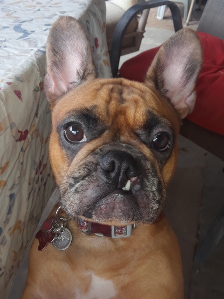 Entry image for Prudence . Clicking this image will show a larger photo