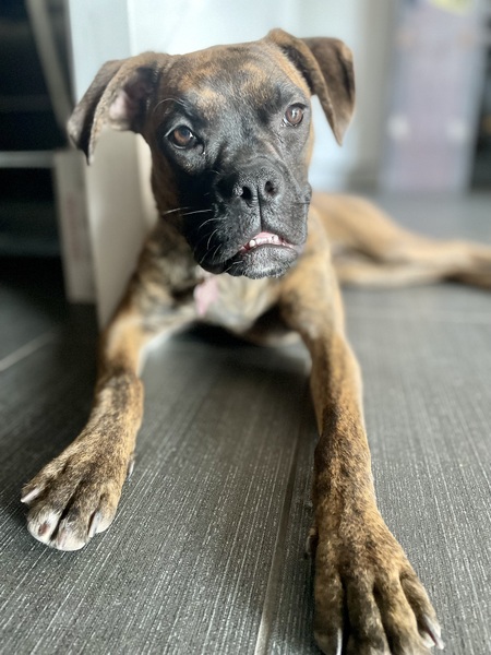 Entry image for Luna. Clicking this image will show a larger photo