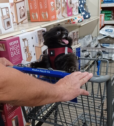 Koko