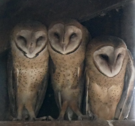 Barn Owls