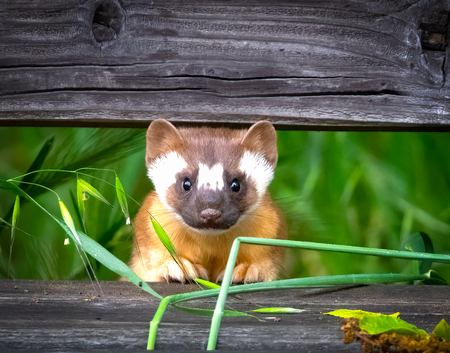 Peekaboo