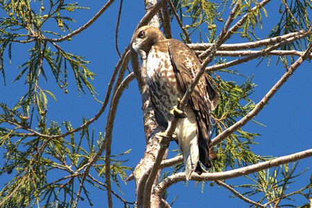 Spring Lake Red- tailed Hawk