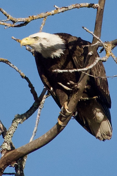 Eagle at Spring Lake by Jolene