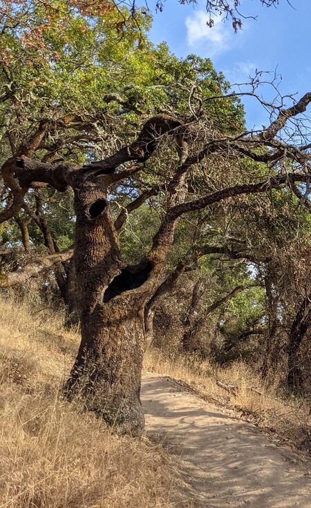 Wisdom of the Tree Spirit 