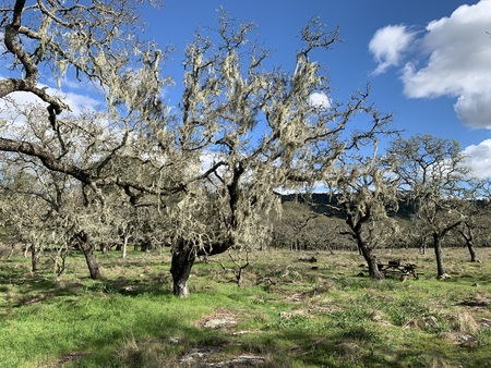 Spring Lake highlands oaks in winter with moss