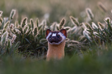 Weasels at Dusk