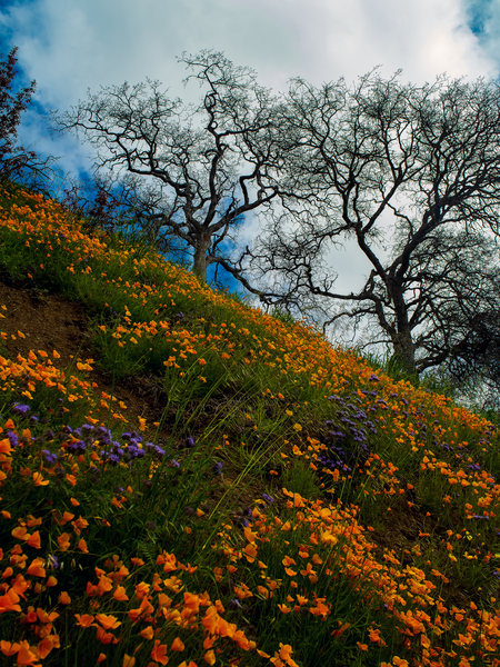 Spring flowers and Oak trees