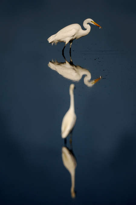 ReflectingBird