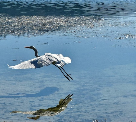 Snowy Egret:  Sonoma Valley Regional Park
