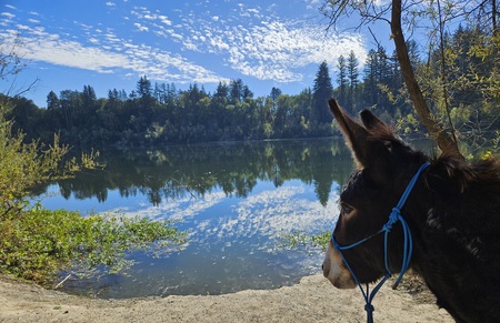 Donkey's Gaze