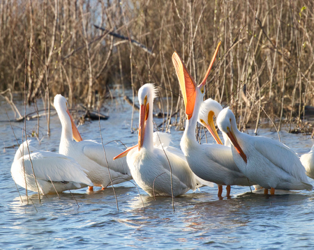 Pelican Play