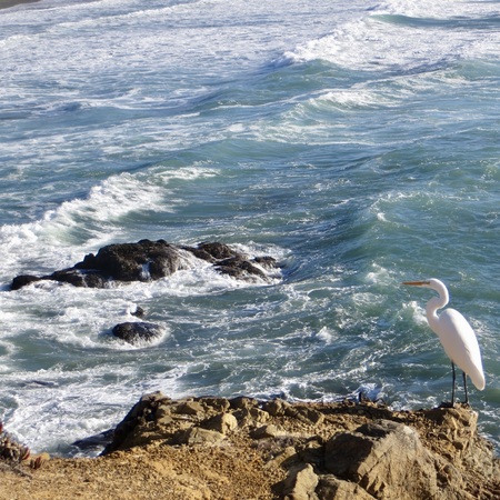 Egret enjoying Sea Ranch Coastal Trail