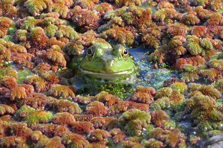 Frog in Duckweed