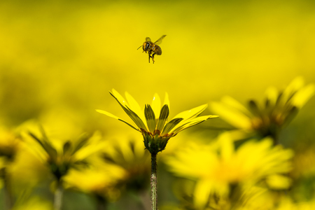 For the Love of Bees