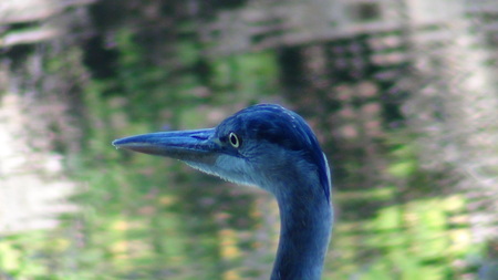 Great Blue Heron Head