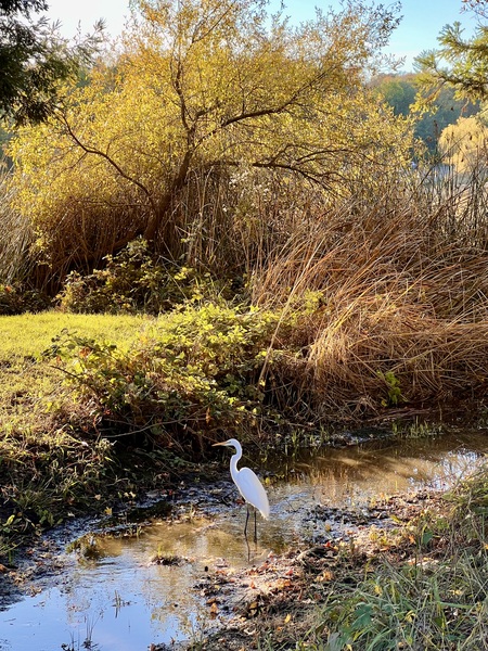 No Regrets Egret