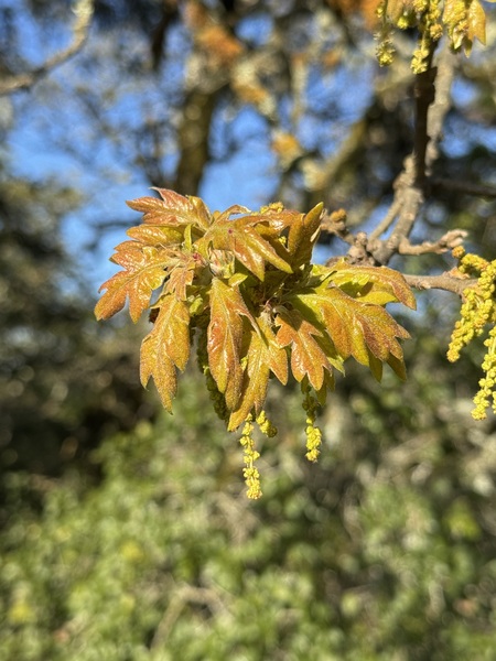 New oak leaves on Taylor Mountain 