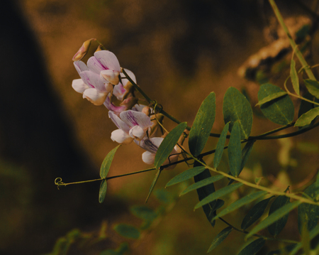 Pacific Pea 