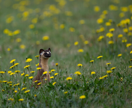 Pop goes the weasel
