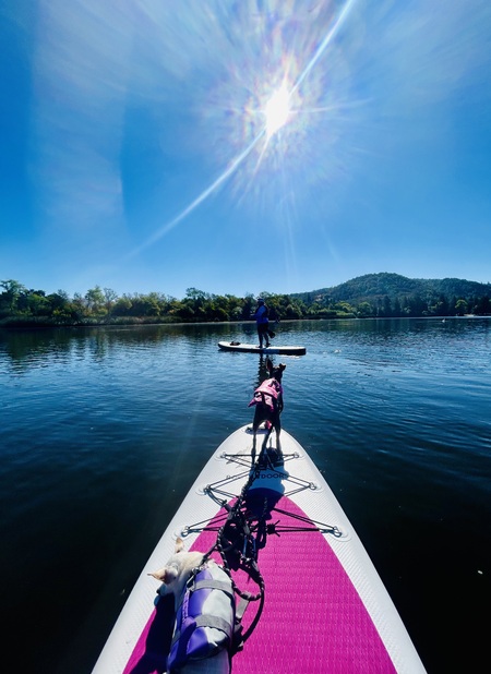 Spring Lake Dog Paddle