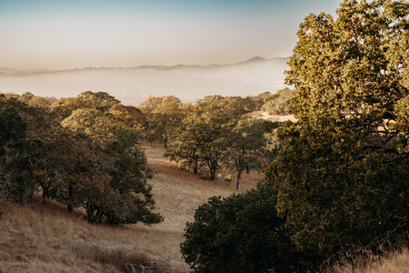 Mist Over Spring Lake Park