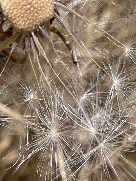 Fairy Parachutes
