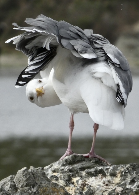 Just winging it!