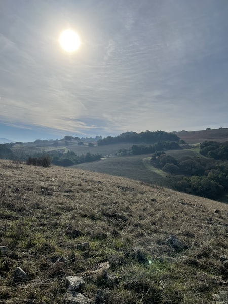 “Here Comes The Sun”  Taylor Mountain Regional Park  12/7/24