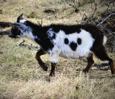 Two Faces Goat 