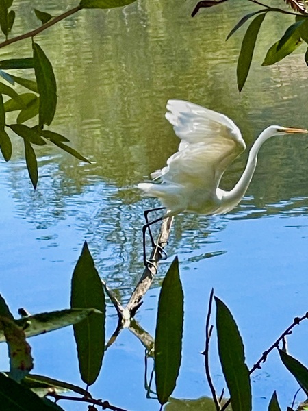 Spring Lake Flight