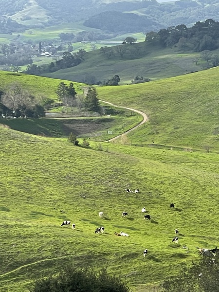 “Must Be  Happy Cows” Helen Putnam Regional  Park 3/1/25