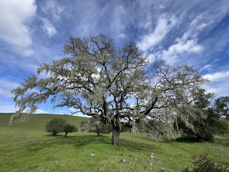 Mother Oak