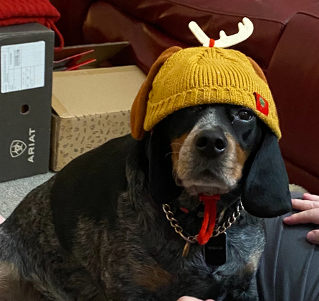 Entry image for Roscoe. Clicking this image will show a larger photo