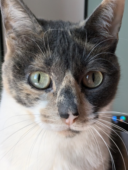 Entry image for Abby. Clicking this image will show a larger photo