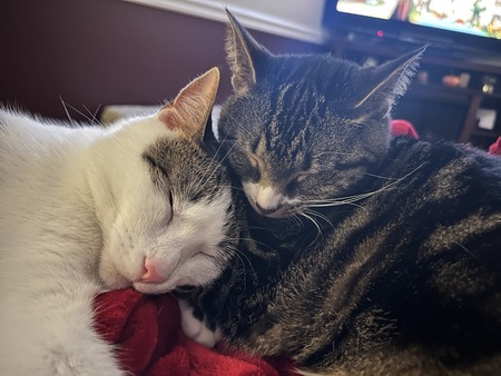 Rigatoni & Angel