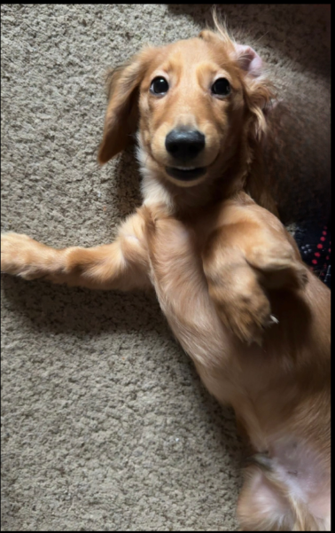 Cooper