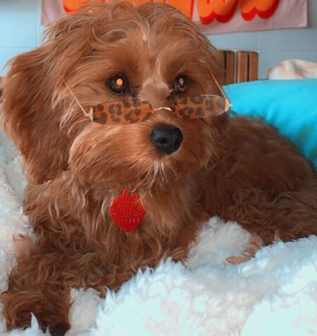 Entry image for Lucy. Clicking this image will show a larger photo