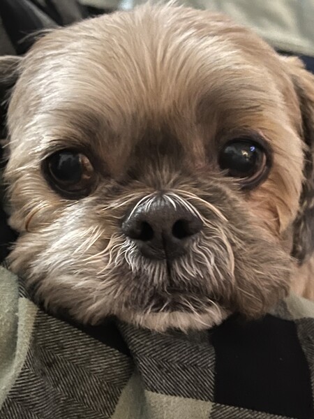 Chewy
