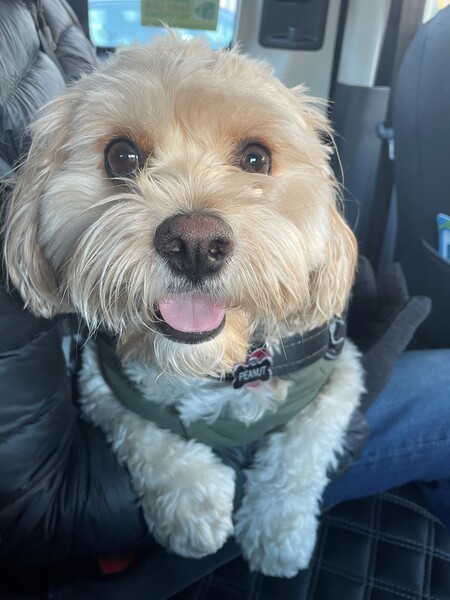 Peanut
