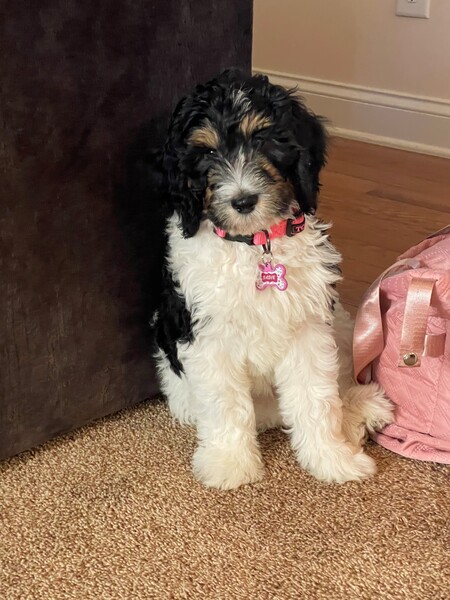 Sadie