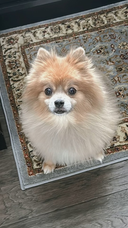 Entry image for Bebe. Clicking this image will show a larger photo