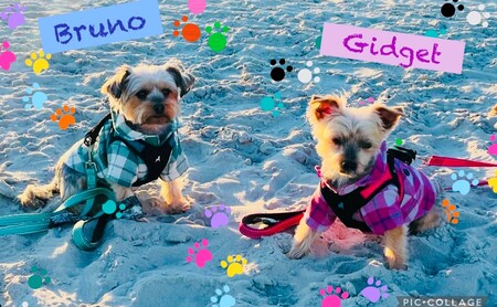 Gidget and Bruno