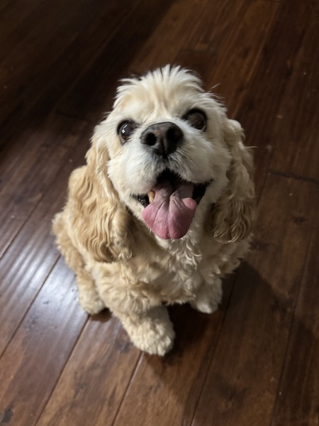 Sadie Belle